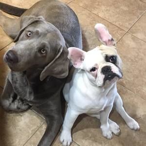 Meet your Posher, Ginger